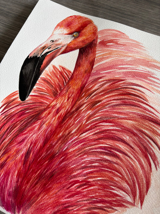 Curso - Flamenco rosado en Acuarela