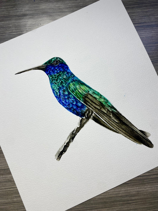 Curso - Colibrí en Acuarela