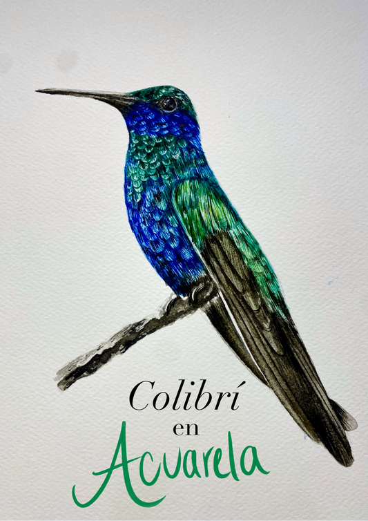 Curso - Colibrí en Acuarela