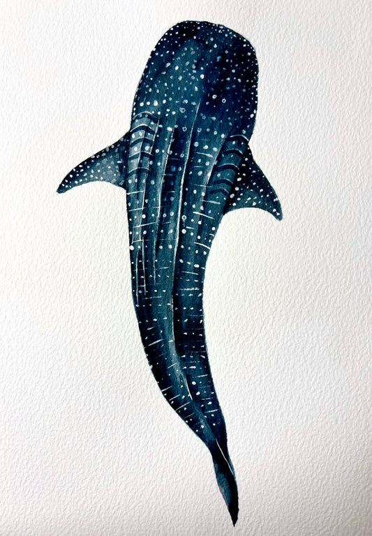 Curso - Tiburón Ballena en Acuarela