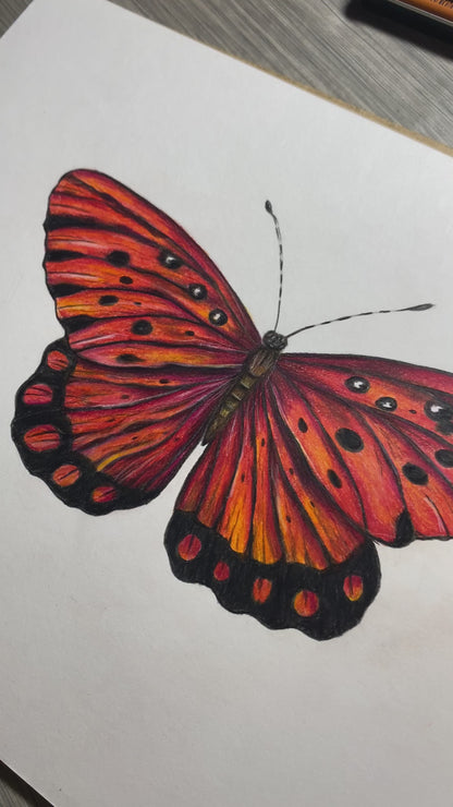 Curso - Mariposa en Lápices de Colores